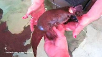 Забавный утконос в бассейне - смотреть видео (1:18)