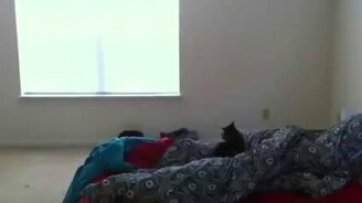 Котёнок, который любит летать - смотреть видео (0:40)