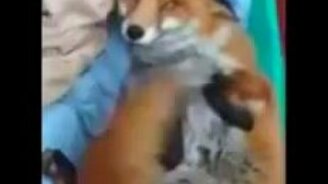 Благодарная радостная лисичка - смотреть видео (0:54)