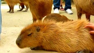 Забавная капибара - смотреть видео (1:10)
