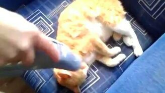 Как мы пылесосили котов - смотреть видео (0:54)