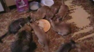 Тьма кошек - смотреть видео (0:50)