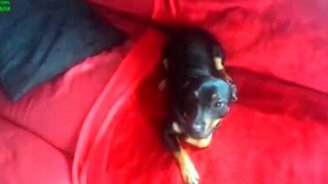 Подборка с провинившимися собаками - смотреть видео (3:36)