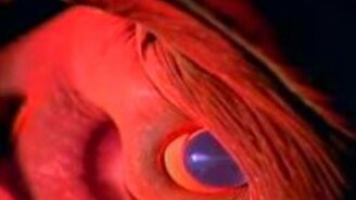 Удивительный кальмар-вампир - смотреть видео (2:10)