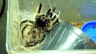 Паук-птицеед в процессе линьки - смотреть видео (5:12)