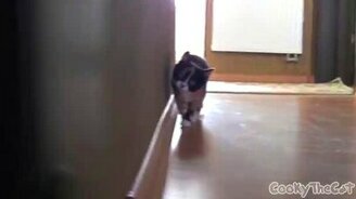 Кот из-за угла - смотреть видео (0:34)