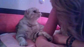 Смешные-смешные кошаки - смотреть видео (4:02)