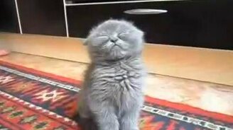 Как же хочется спать! - смотреть видео (2:24)