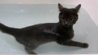 Водоплавающий чёрный котик - смотреть видео (1:15)