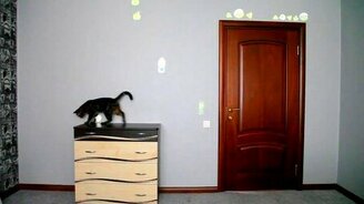 Кот и светящаяся проекция - смотреть видео (1:07)