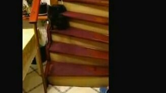 Кошка из Секретных материалов - смотреть видео (0:14)