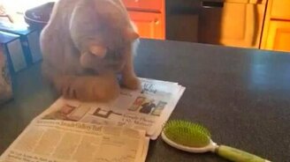 Кот против расчёски - смотреть видео (0:09)