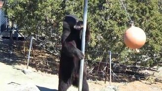 Как боксирует медведь - смотреть видео (3:16)