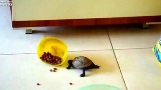 Животные-воришки - смотреть видео (4:09)