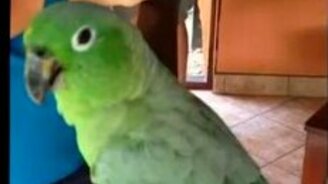 Попугай, который умеет смеяться - смотреть видео (0:40)