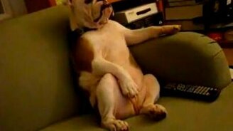 Собака - глава семьи - смотреть видео (0:54)