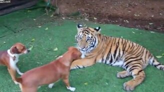 Тигрёнок-подросток резвится - смотреть видео (0:50)