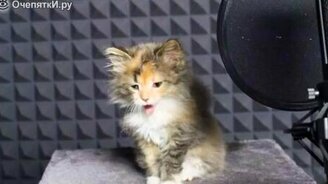 Песенка от котят - смотреть видео (0:49)