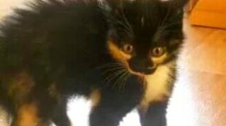 Кот дикобраз - смотреть видео (0:10)