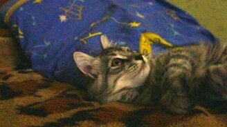 Реакция кота на муху - смотреть видео (1:11)