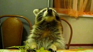 Енот лопает виноград - смотреть видео (1:10)