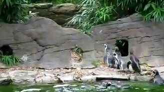 Пингвины и бабочка - смотреть видео (0:51)