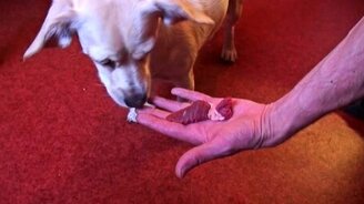 Собака-вегетарианка - смотреть видео (3:38)