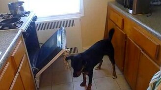 Сообразительная собака - смотреть видео (0:21)