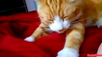 Весёлые и смешные коты - смотреть видео (3:18)