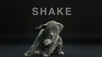 Собаки отряхиваются - замедленная съёмка - смотреть видео (2:21)