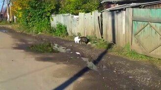 Белый кот и лужа - смотреть видео (0:30)