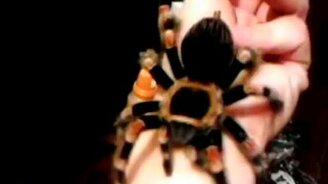 Мой паук-птицеед - смотреть видео (1:20)