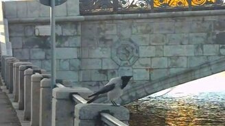 Каркни ещё раз! - смотреть видео (0:14)