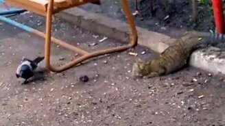 Ворона и кошка - кто хитрей? - смотреть видео (2:15)