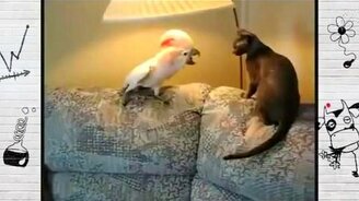 Попугай-гопник и котик - смотреть видео (0:40)