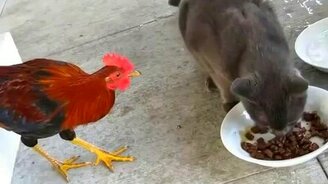 Кот и дерзкий петух - смотреть видео (1:09)