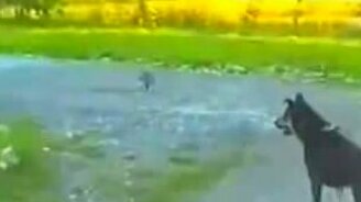 Кошка защищает собачку - смотреть видео (0:33)