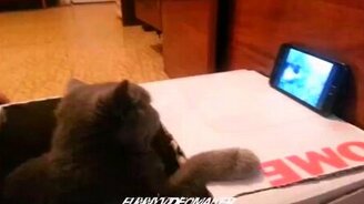 Кот смотрит на кошачью драку - смотреть видео (0:42)