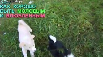 Весёлые факты о животных - смотреть видео (1:29)