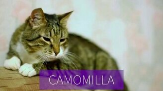 Реклама швабры с кошками - смотреть видео (0:49)