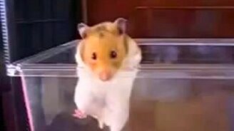 Умный хомяк выбирается из неволи - смотреть видео (0:53)