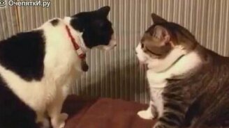 Хорошая подборка кошачьих приколов - смотреть видео (5:14)