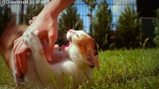 Кошки в замедлении - смотреть видео (2:32)