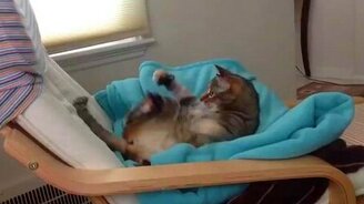 Хвост играет с котом - смотреть видео (0:23)