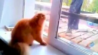 Рыжий сторожевой кот - смотреть видео (0:37)