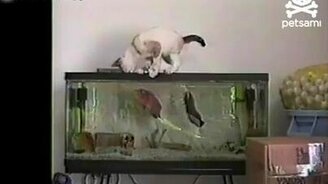 Рыбы охотятся на кота - смотреть видео (0:11)