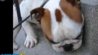 Вещи, которые животные делают лучше, чем люди - смотреть видео (2:32)