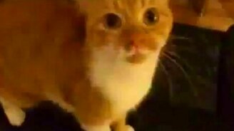 Кошачий дабстеп - смотреть видео (0:57)