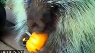 Дикобраз и вкусняшка - смотреть видео (2:51)