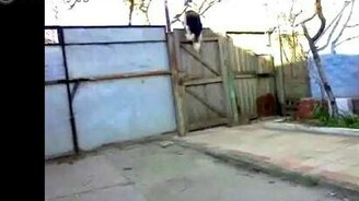 Какой ловкий Дружок! - смотреть видео (0:06)